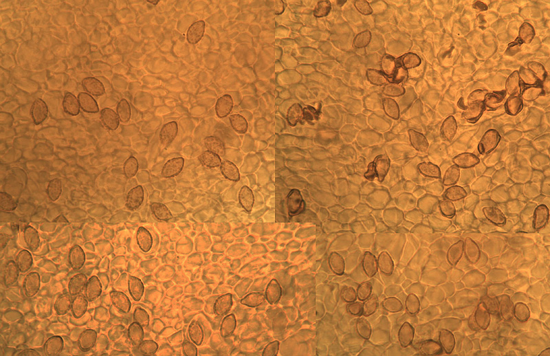 Cortinarius cremeiamarescens micro